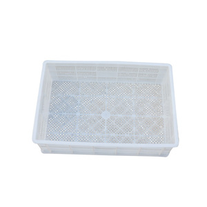 Caja rectangular de plástico con malla ventilada para transporte de pollitos de hongos, HDPE, moldeada por inyección de un solo uso. - Product Image 4