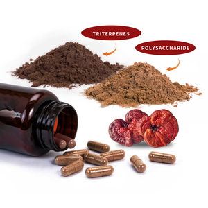 Mushroom Extract <strong>Ganoderma</strong> Lucidum Reishi Mushroom Spore <strong>Powder</strong> <strong>Capsule</strong> Various Bottle Can Drum - Product Image 1