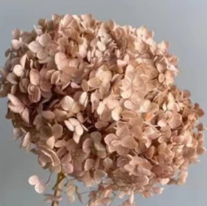 Vente en gros directe – <span class=keywords><strong>Fleurs</strong></span> d'<span class=keywords><strong>hortensia</strong></span> Anna naturelles préservées, <span class=keywords><strong>fleurs</strong></span> <span class=keywords><strong>séchées</strong></span> pour la décoration de la maison et de mariage, blanc, beige, <span class=keywords><strong>Hortensia</strong></span> - Product Image 4