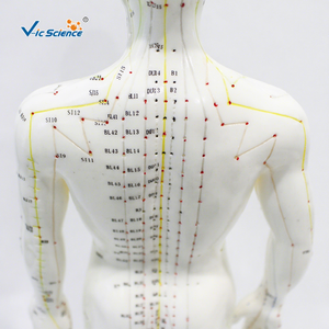 Modelo de meridianos humanos grabado en relieve, súper claro, para acupuntura de cuerpo completo, medicina china, modelo de enseñanza de hombre blanco - Product Image 2