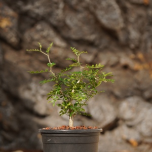 [<span class=keywords><strong>Operculicarya</strong></span> Pachypus] Caudex Suculenta, Bonsái Premium Tipo Cactus del Desierto, Espécimen de Plantas Raras Resistentes a la Sequía - Product Image 3