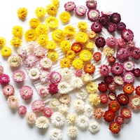 Bunga Daisy Kering Berwarna Pilihan Grosir Dipadukan dengan Kepala Bunga Kecil Alami dari Jerami Gandum untuk Dekorasi Bahan DIY