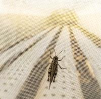 Moustiquaires anti-insectes de qualité supérieure pour serre de jardin agricole
