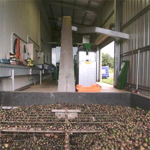 Bio <span class=keywords><strong>Macadamia</strong></span> Nussöl Pure Unraffinierter Massen lieferant, 1kg kalt gepresstes <span class=keywords><strong>Macadamia</strong></span> Integrifolia Samen öl für Haut Haar Gesicht Nai - Product Image 4