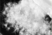 Rembourrage de couette en duvet d'oie blanc lavé de haute qualité à 100 %, avec certificat OEKO, matière première certifiée