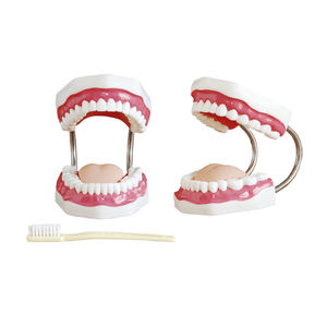 Modello Didattico per Igiene Orale Gelsonlab HSBM-447, Modello per Pulizia dei Denti, Grande Modello Dentale con 32 Denti - Product Image 1