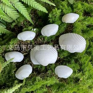 La FÁBRICA DE Beimei suministra caracolas naturales, conchas blancas, almejas peludas, peceras, acuarios, artículos decorativos y murciélagos artesanales - Product Image 2