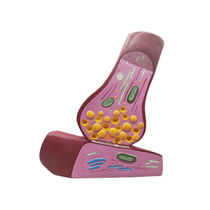 <span class=keywords><strong>Synapses</strong></span> neuronales et structure des fibres nerveuses ZM5044 agrandie - Product Image 3