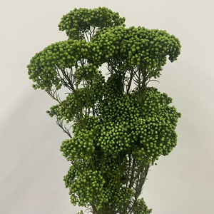 Fleurs séchées naturelles <span class=keywords><strong>bouquet</strong></span> de fleurs de riz éternel conservé <span class=keywords><strong>frais</strong></span> immortel millet fleur décor de fête de mariage décoration de la maison - Product Image 5