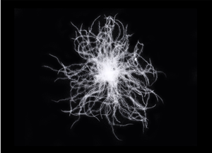 Estándar europeo 90/10 80/20 plumón de pato blanco materia prima para edredón patrón lavado tela plumas textiles - Product Image 5