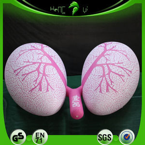 นิทรรศการทางการแพทย์พองแบบกําหนดเองปอดอวัยวะมนุษย์รุ่น - Product Image 3