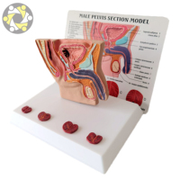 Modelo Anatómico de Próstata Masculina para Ciencias Médicas y Biológicas, de PVC Ecológico, Tamaño Real, Certificado ISO, con Logotipo Personalizado