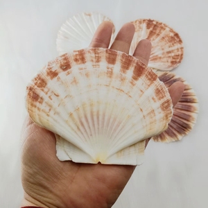 Pétoncles naturels colorés plats pour décoration de mariage de <span class=keywords><strong>plage</strong></span> ou service de fruits de mer - Product Image 6