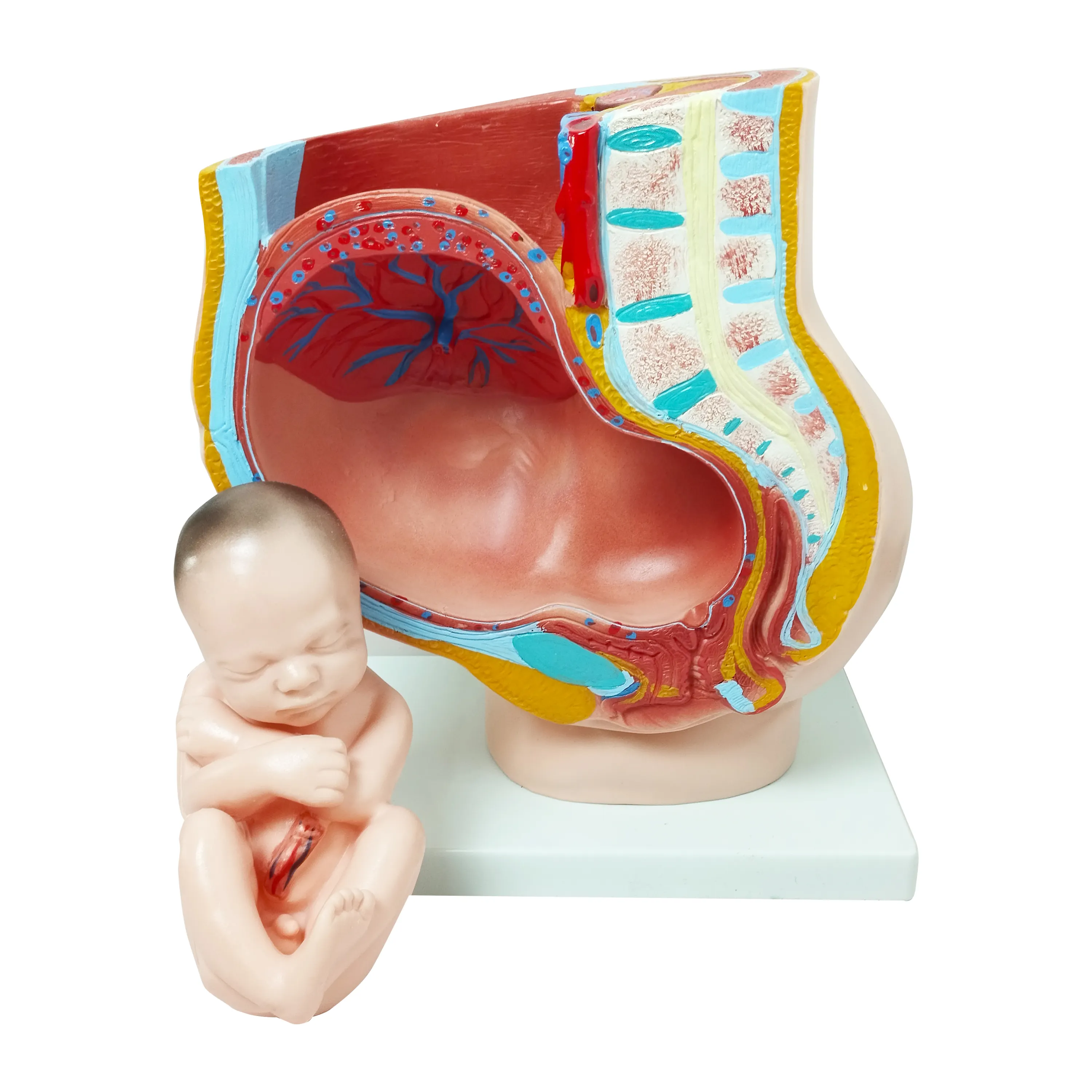 Popular anatomía enseñanza médica plástico anatómico órganos genitales 4 partes embarazo humano 3er mes modelo de sección de pelvis femenina