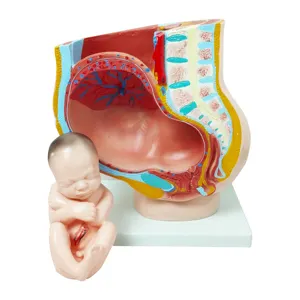 인기있는 해부학 의학 교육 플라스틱 해부학 생식기 4 부분 인간 임신 3 개월 여성 골반 섹션 모델