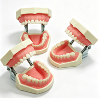 Yunou - Juego de 28 Piezas de Modelo de Esqueleto de Maniquí Dental para Entrenamiento, Dientes y Encías Suaves de Resina, para Estudios de Ciencias Médicas