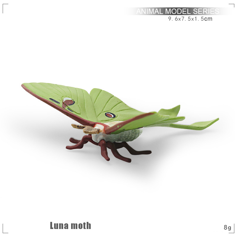 Papillon lune