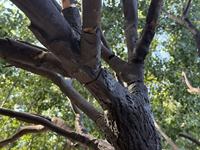 Arbre d'olivier artificiel personnalisé avec tronc en fibre de verre, grand arbre artificiel en fibre de verre pour la décoration