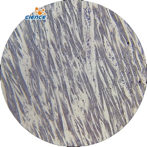 Kính hiển vi chuẩn bị y tế khoa học Slide 30pcs mô học và phôi học Slide - Product Image 1