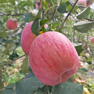 신선한 중국산 후지 사과, 산둥성 원산지 대량 도매가 신선 과일 - Product Image 2