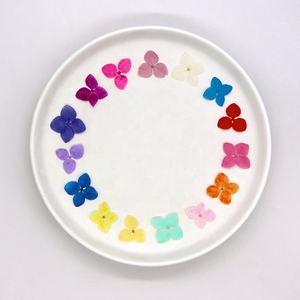 Vente en gros de matériel d'art d'ongle fait main, fleurs séchées, <span class=keywords><strong>fleur</strong></span> d'hortensia Anna pressée pour marque-page et étui de téléphone - Product Image 1