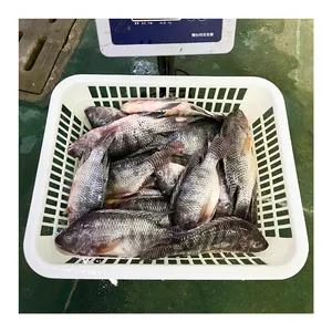 Chất lượng tốt cho người mua của thức ăn cá rô phi