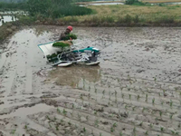 Transplanteur de riz automatique à 4 rangs, type à marche rapide, planteuse de riz électrique