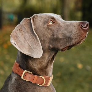 <span class=keywords><strong>Collar</strong></span> de cuello para mascotas, venta al por mayor de correas duraderas - Product Image 4