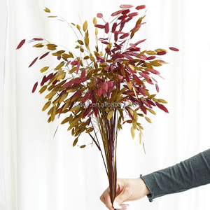 Flor Seca Preservada Eterna de Hope <span class=keywords><strong>Grass</strong></span> Pequeña (Chasmanthium Latifolium) con Conservación en Glicerina, Larga Duración 3-5 Años - Product Image 2