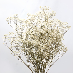 Arreglo <span class=keywords><strong>de</strong></span> Gypsophila Blanca <span class=keywords><strong>de</strong></span> Calidad Superior, Decoraciones Florales para Bodas, Plantas <span class=keywords><strong>de</strong></span> Flores Secas Preservadas, Ramo <span class=keywords><strong>de</strong></span> Gypsophila - Product Image 1