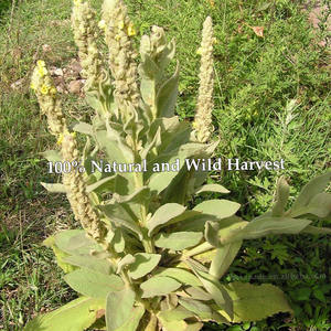 Daun Mullein Xanadu Alami Grosir Verbascum Thapsus Teh Herbal untuk Merokok Daun Kering dengan Batang dan Akar - Product Image 4
