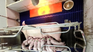 Stall de caisse de pépinière durable directe d'usine-Anti-blessure réglable pour les porcelets sevrés | Équipement d'élevage de porcs - Product Image 6