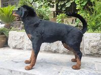Chien Rottweiler réaliste grandeur nature en cuir véritable, accessoire d'Halloween pour la décoration intérieure et la photographie, design personnalisé, effrayant