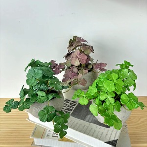 Plantas Artificiales en Maceta <span class=keywords><strong>Campanula</strong></span>, Bonsai Verde, Pequeño Árbol, Hierba, Maceta, Flores Falsas para Decoración de Jardín y Hogar - Product Image 4