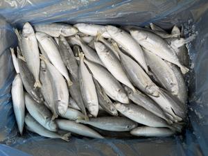 Pescado Recién Capturado de <span class=keywords><strong>Temporada</strong></span>, Disponible en Grandes Cantidades, 8-10 Piezas de Caballa Congelada - Product Image 3