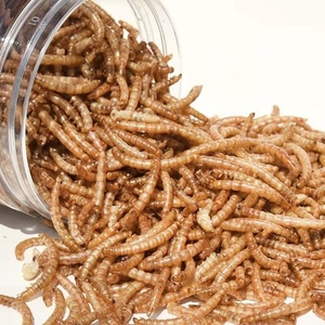Hot <strong>Sale</strong> Wholesale High Quality Tenebrio Molitor Dried Mealworm High-Protein Organic <strong>for</strong> Birds Food with Vitamins &amp; Minerals - Product Image 3
