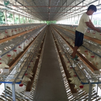 Poulailler en acier galvanisé à chaud pour poules pondeuses, cages à poules manuelles pour 5000, 6000, 10000 oiseaux en Éthiopie