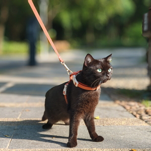 도매 조정 가능한 경량 부드러운 고양이 하네스 및 가죽 끈 세트 고양이 안전 걷기 및 여행 맞춤형 컬러 고양이 하네스 - Product Image 2