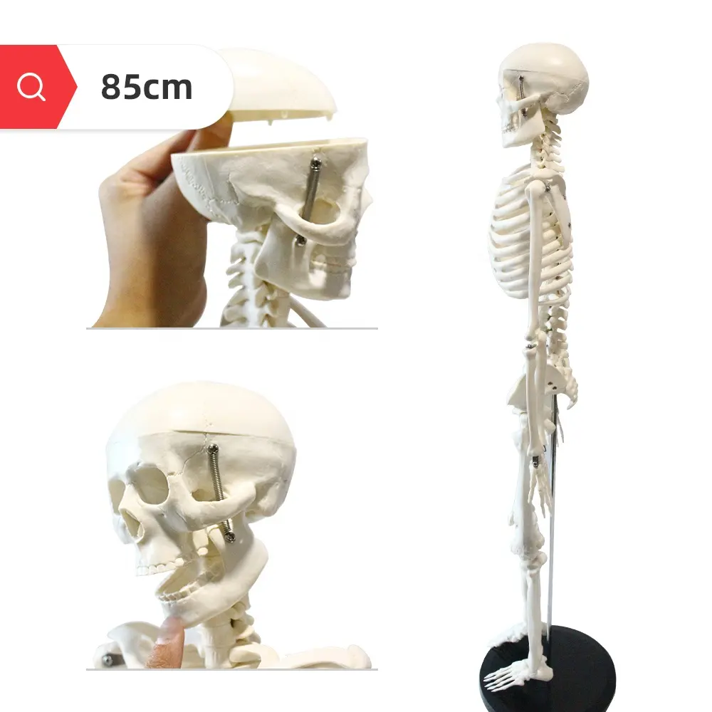FRT004 Manequim de corpo inteiro para Ciências Médicas, osso branco, pernas removíveis, esqueleto humano de 85 cm, modelo de anatomia