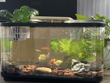 Hoogwaardig duurzaam lichtgewicht transparant acryl vierkant 5W tafelaquarium modern makkelijk schoon te maken 1 jaar garantie goudvis garnalen - Product Image 3