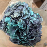 Hortensia séché naturel Anna bicolore dégradé, tige unique, blanchi, fleur éternelle pour décoration de mariage et de maison