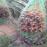 70*90Cm 80*100 Cm Dadels Fruitverpakkingstas Palmnetzakken Te Koop