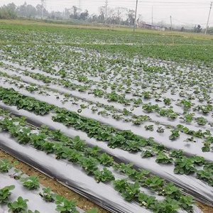<strong>Silver</strong> and Black Plastic <strong>Mulch</strong> <strong>Film</strong> Agricultural Plastic Sheet Biodegradable Perforated <strong>Mulch</strong> <strong>Film</strong> - Product Image 3