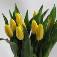 Pengiriman Cepat Grosir Tersedia Sepanjang Tahun Tulip Potong Segar Merah Kuning Oranye Putih Ungu untuk Dekorasi Rumah Pernikahan.