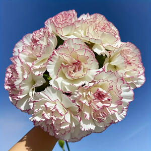 14 elegante künstliche Nelkenblüten mit rosa Akzenten – Segen und Gesundheit, 2 realistische Kunststoffsträuße geeignet - Product Image 6