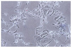 BestScope-Microscopio biológico invertido <span class=keywords><strong>trinocular</strong></span> con filtros LED de 3W, células infinitas médicas y educativas de 3W - Product Image 5