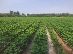 Pabrik disediakan makanan aman bersertifikat diamonium hidrogen fosfat aditif makanan untuk sayuran dan buah - Product Image 6