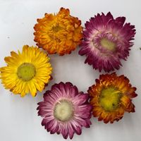 Fleurs séchées naturelles parfumées pour bougies, matériaux artisanaux : rose, œillet, lys, lavande, fleurs véritables, décoration de festival, pendentif