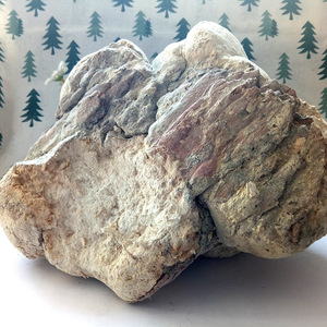 เชื้อราป่าทั้งต้นปรสิต fomitopsis officinalis - Product Image 3