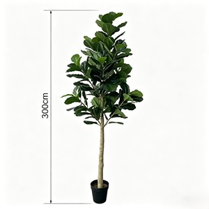 300cm Tall Fiddle-leaf fig – Eco-Friendly Plant for Wedding & Event Decoration - Product Image 1